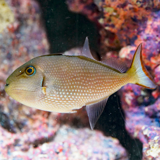 Blue Throat Triggerfish, Female 3.75" WYSIWYG