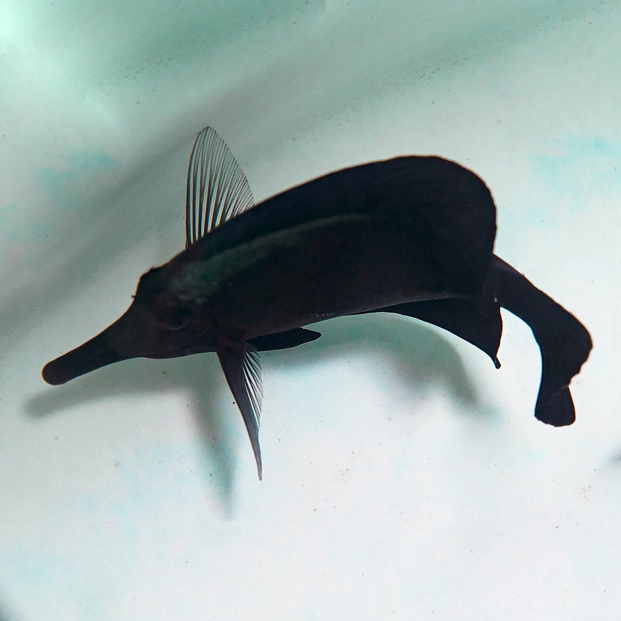 Black Longnose Tang 7" WYSIWYG