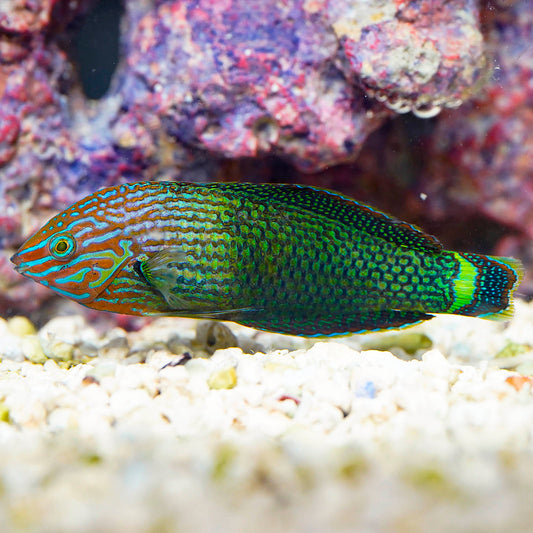Dusky Wrasse 3.75" WYSIWYG