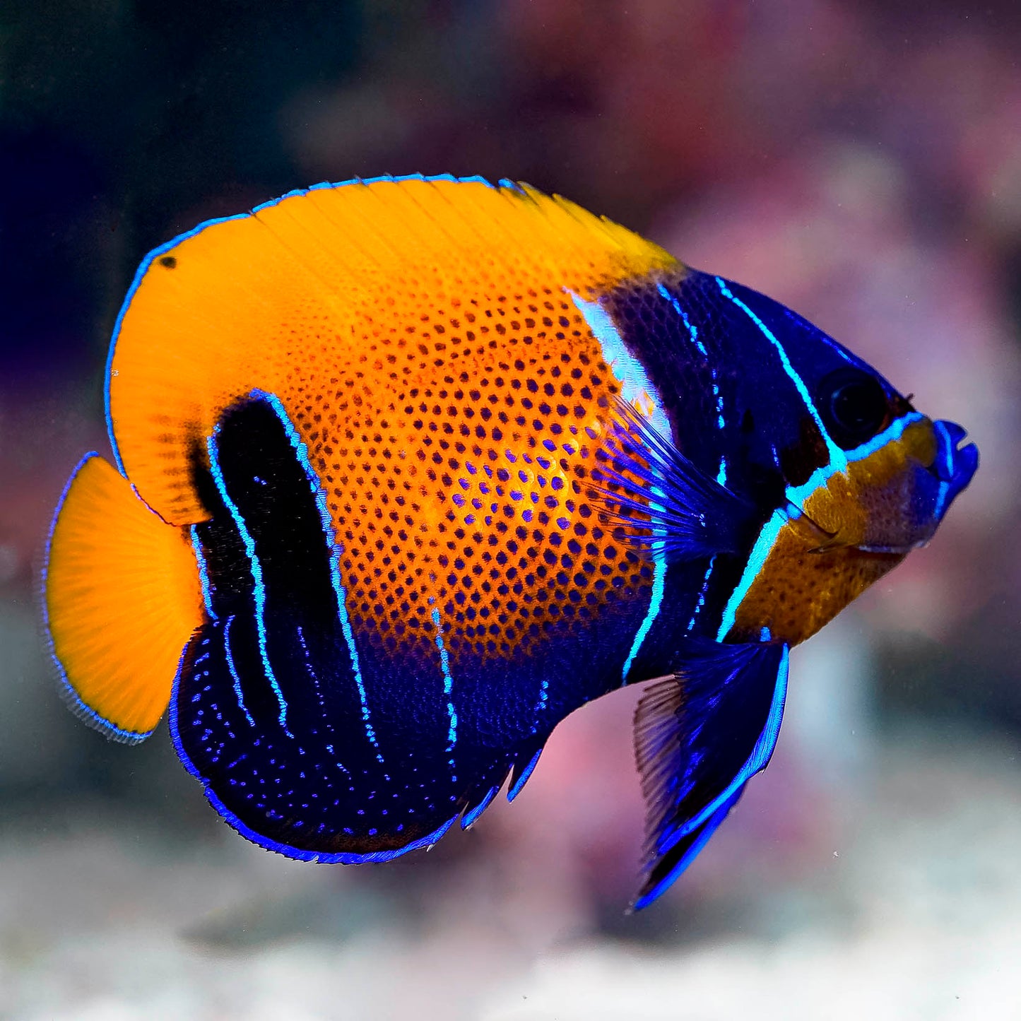 Blue Girdled Angelfish 3.75" WYSIWYG