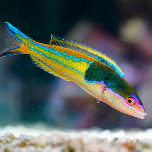Royal Pencil Wrasse 3.5" WYSIWYG
