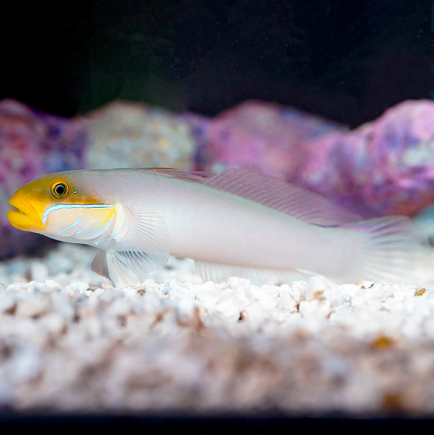 Sleeper Gold Head Goby 5.25" WYSIWYG