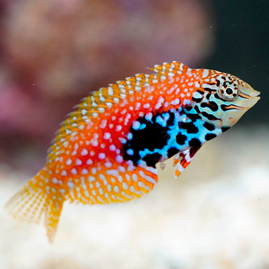 Blue Star Leopard Wrasse Juvenile EXPERT ONLY 2.75" WYSIWYG