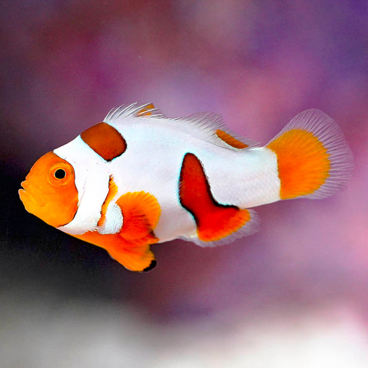 Extreme Picasso Percula Clownfish, Captive-Bred 1.5" WYSIWYG