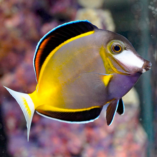 Powder Brown Tang 4" WYSIWYG