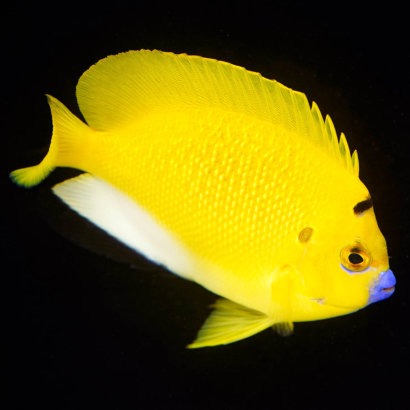 Flagfin Angelfish 3.5" WYSIWYG
