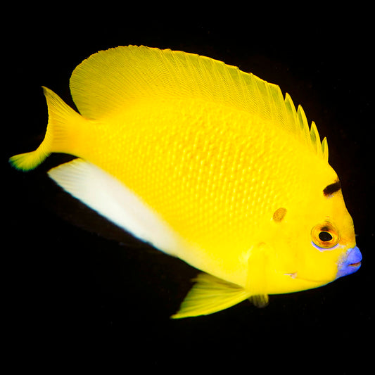 Flagfin Angelfish 3.5" WYSIWYG