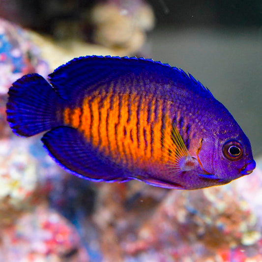 Coral Beauty Angelfish 2.75" WYSIWYG