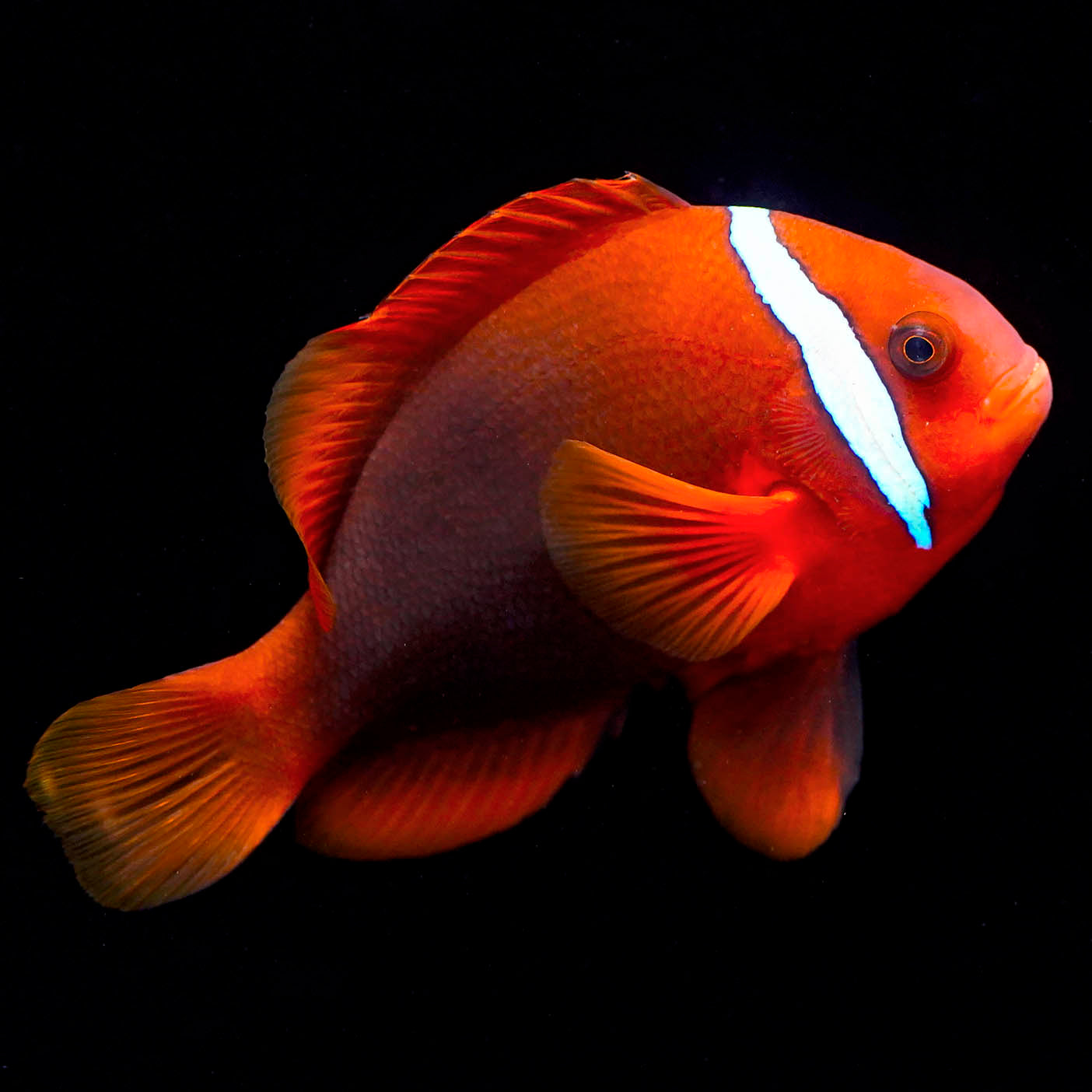 Tomato Clownfish 3.5" WYSIWYG