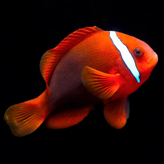Tomato Clownfish 3.5" WYSIWYG