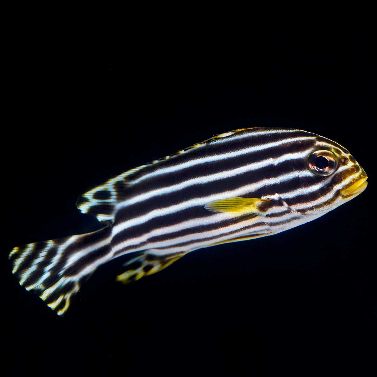 Striped Sweetlips 6" WYSIWYG