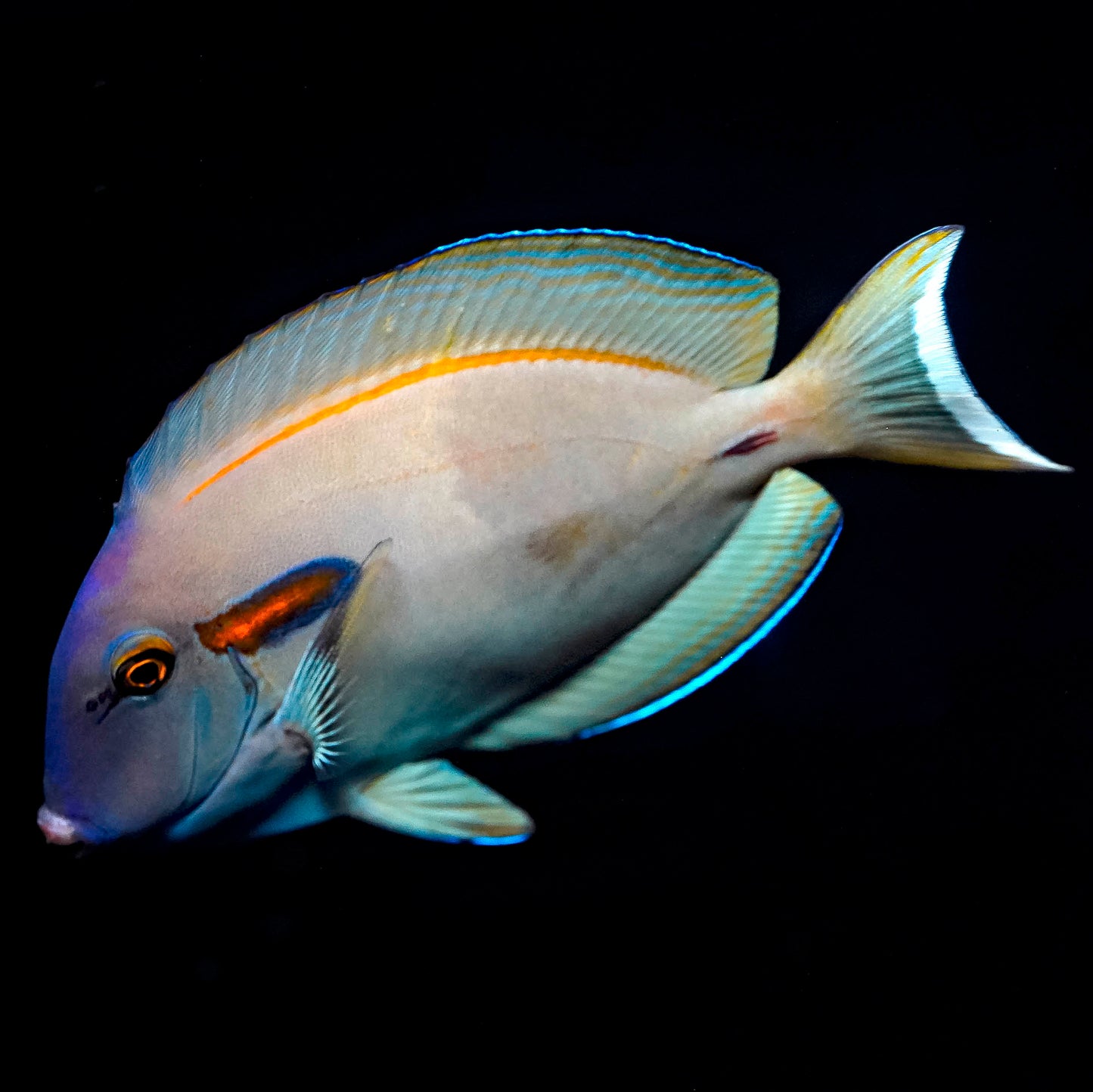 Orangeshoulder Tang 4.5" WYSIWYG