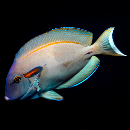 Orangeshoulder Tang 4.5" WYSIWYG