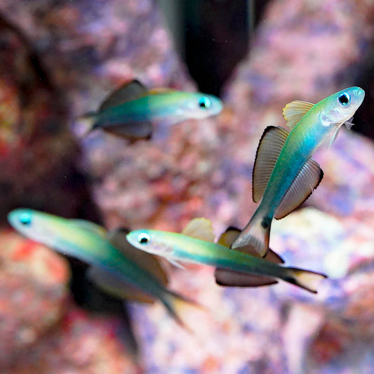 Scissortail Dartfish 4-Lot 2" to 2-1/2" WYSIWYG