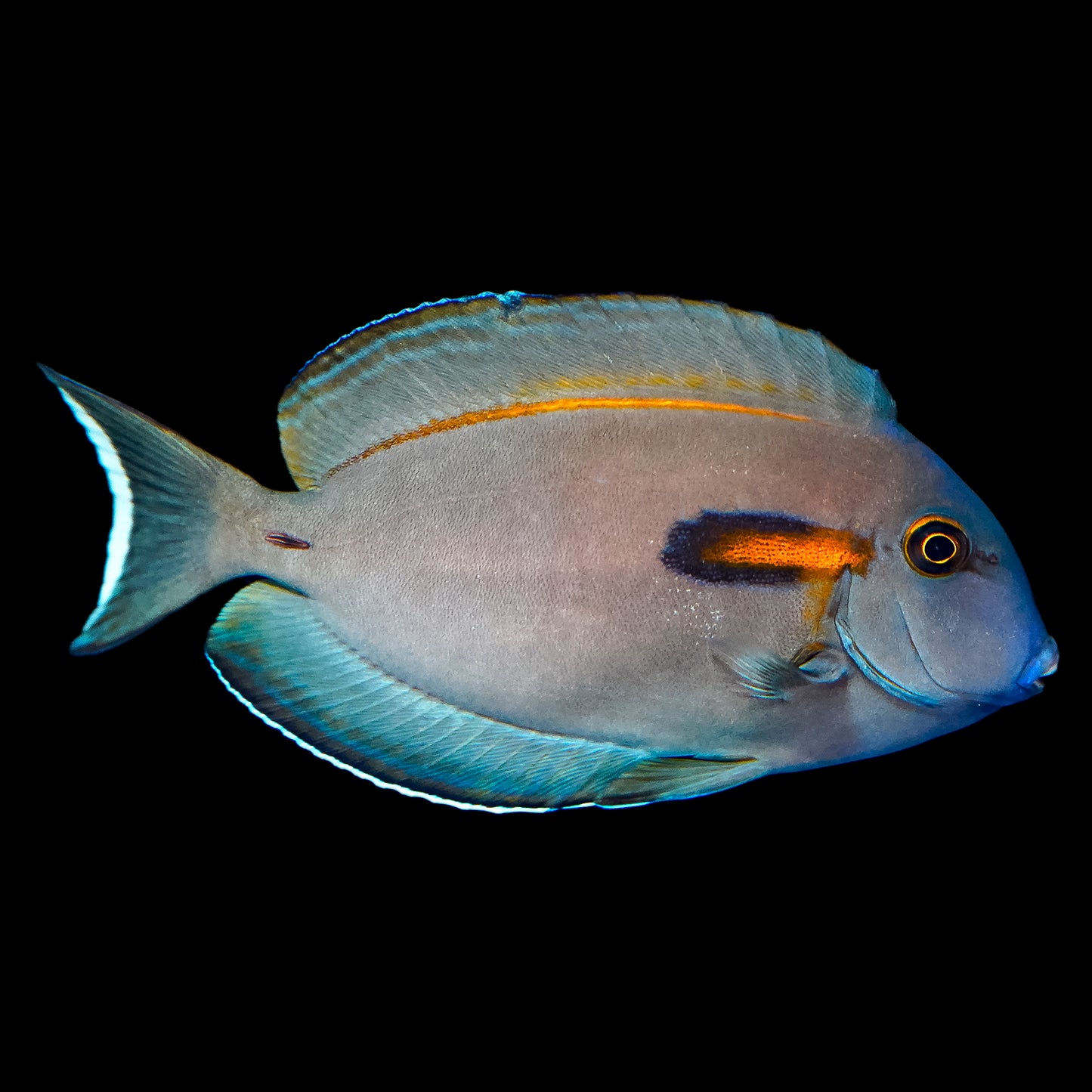 Orangeshoulder Tang 4" WYSIWYG