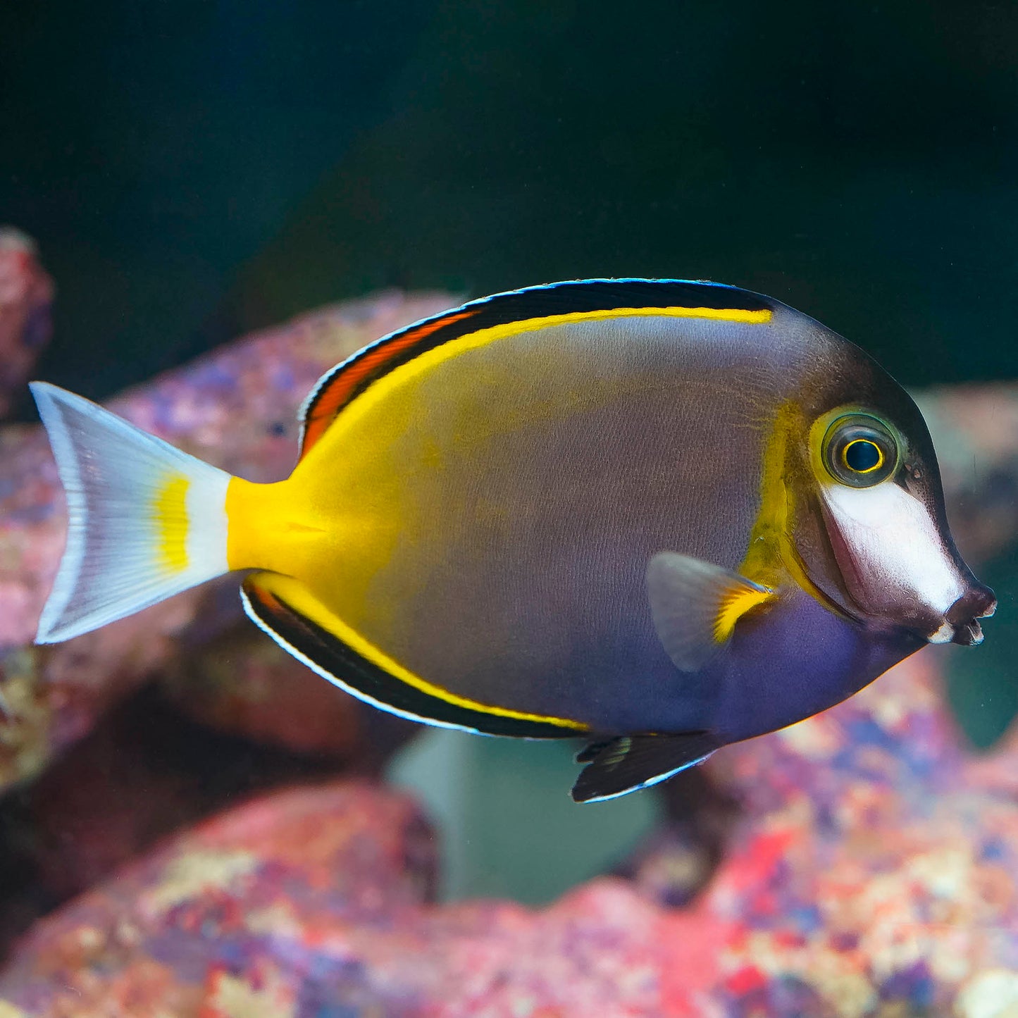 Powder Brown Tang 4" WYSIWYG