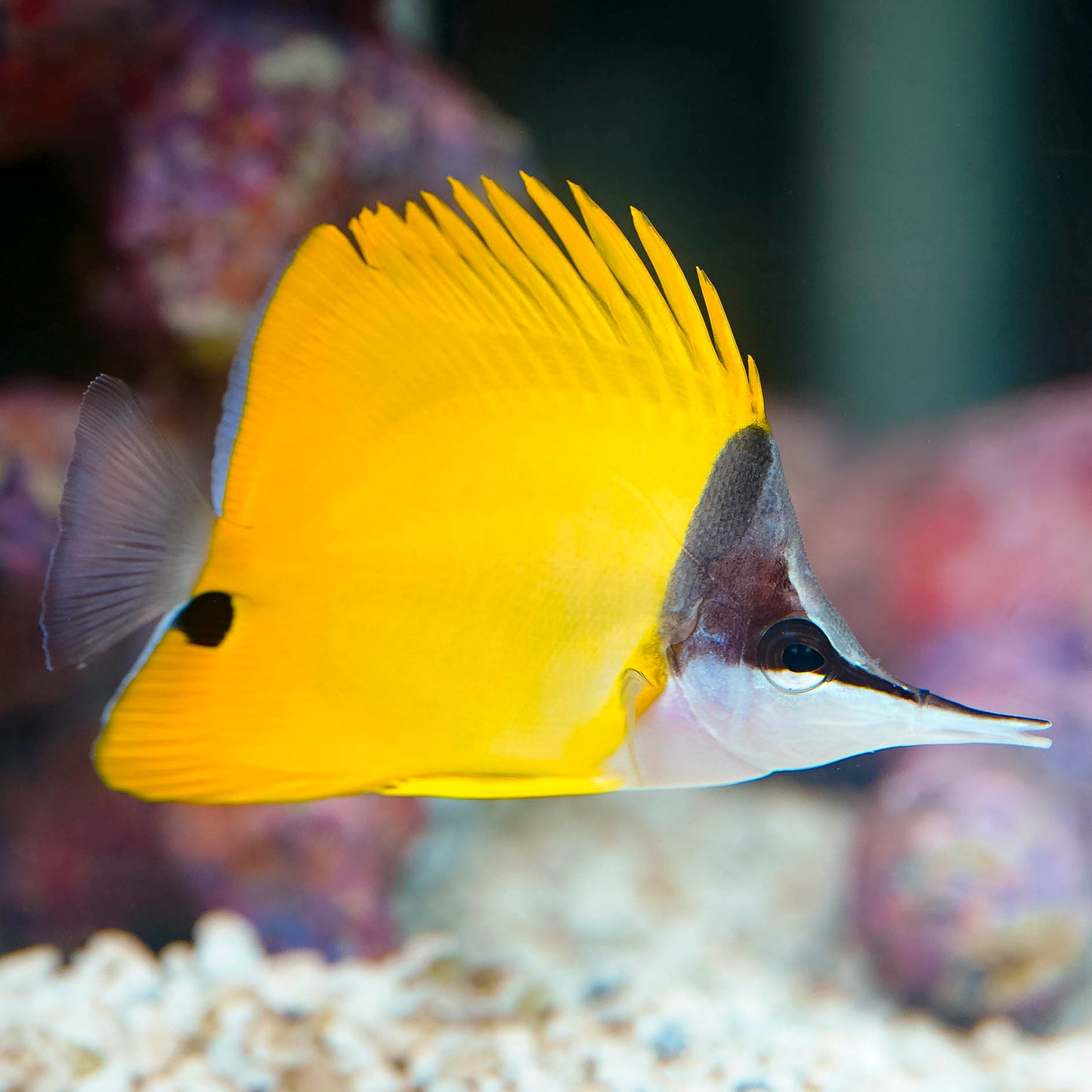 Yellow Longnose Butterflyfish 4" WYSIWYG