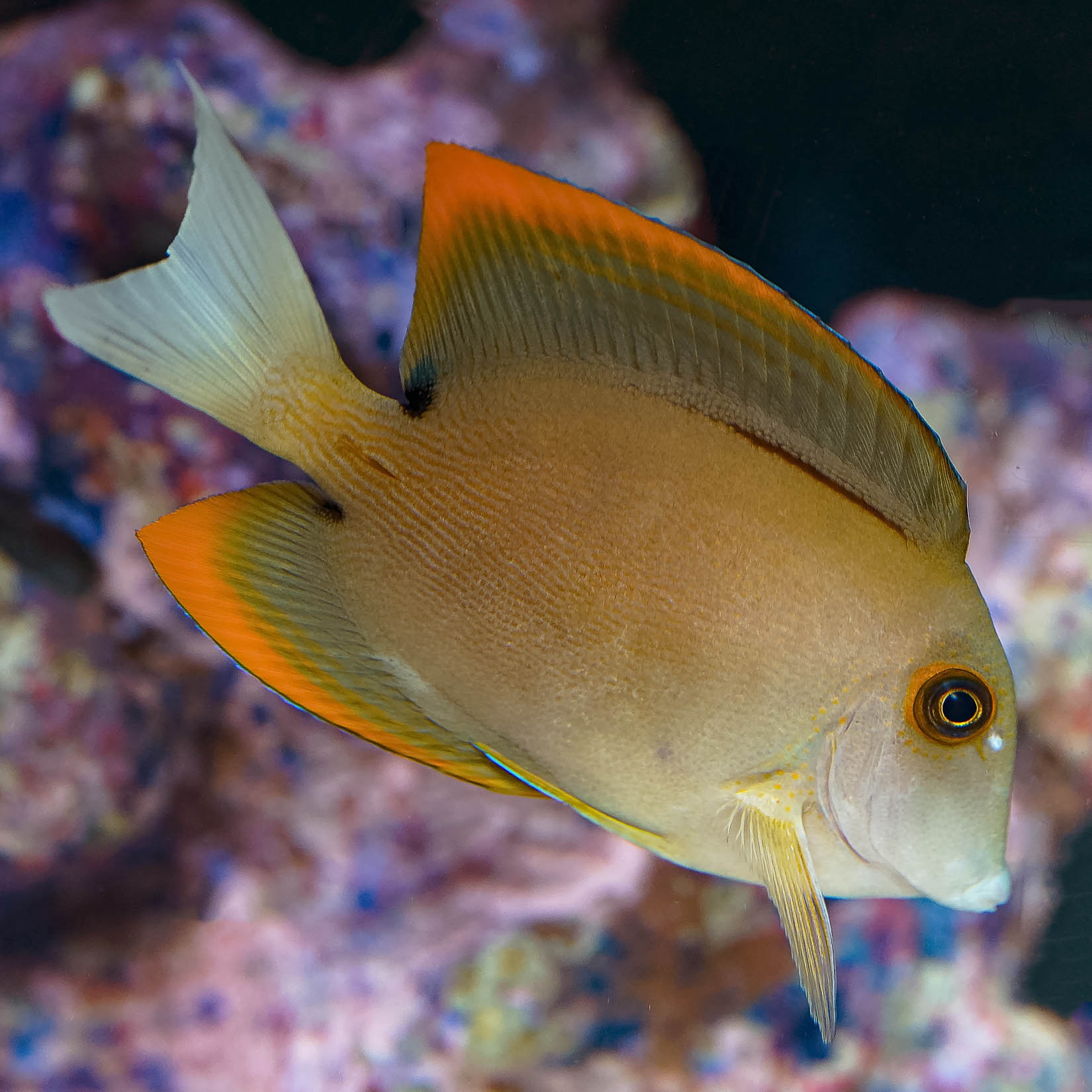 Bristletooth Tomini Tang: Saltwater Aquarium Fish for Marine Aquariums ...