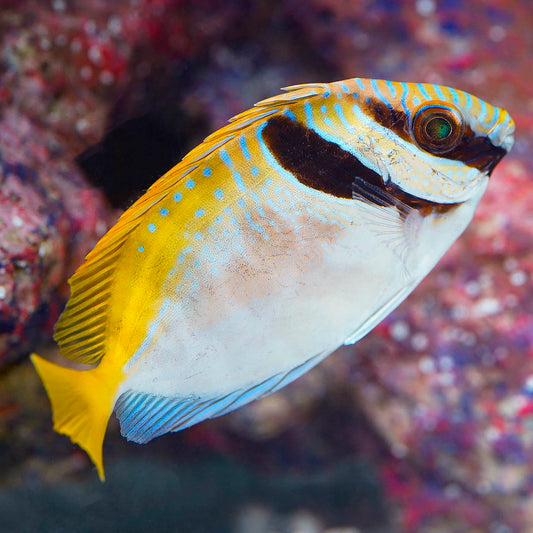 Two Barred Rabbitfish 3.5" WYSIWYG