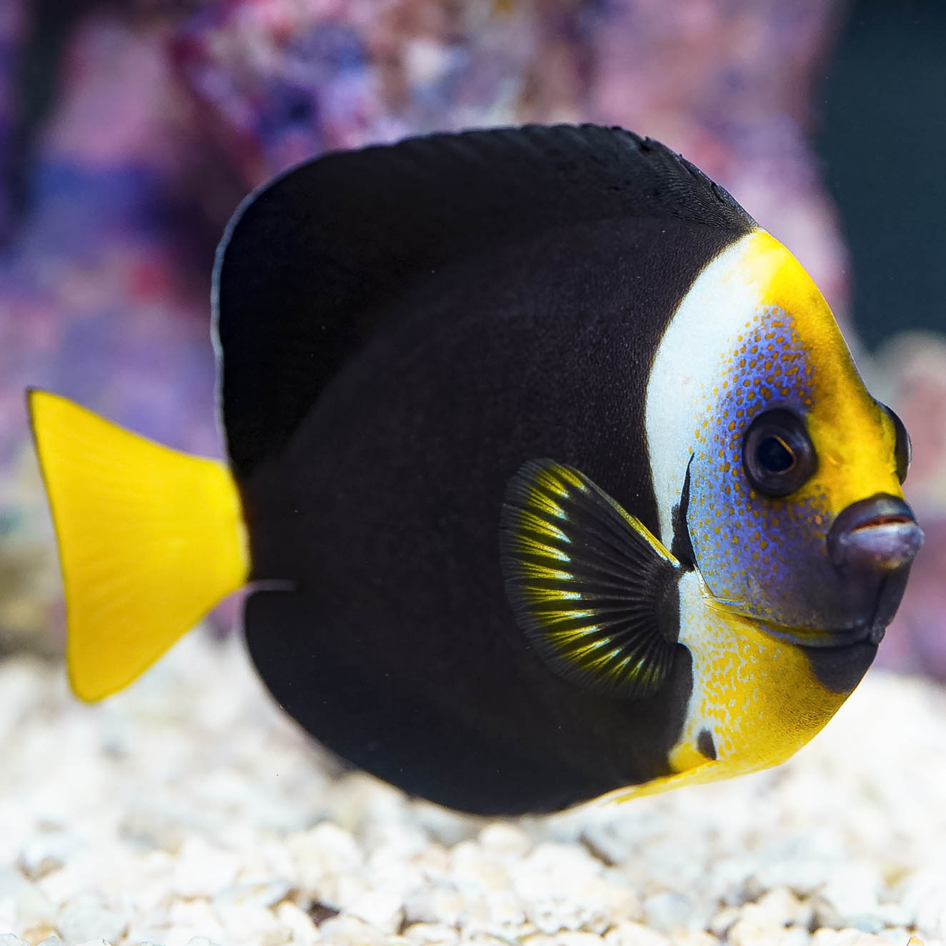 False Personifer Angelfish 4.5" WYSIWYG