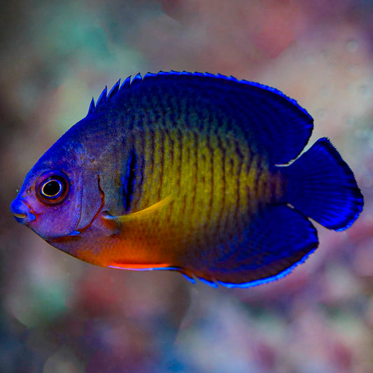 Coral Beauty Angelfish 1.75" WYSIWYG