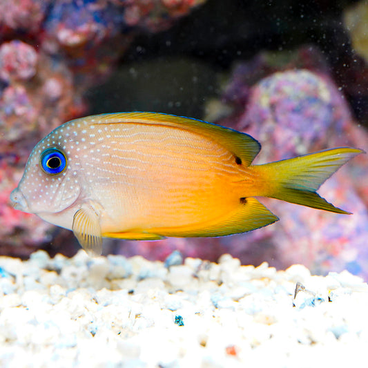 Two Spot Bristletooth Tang 3.5" WYSIWYG