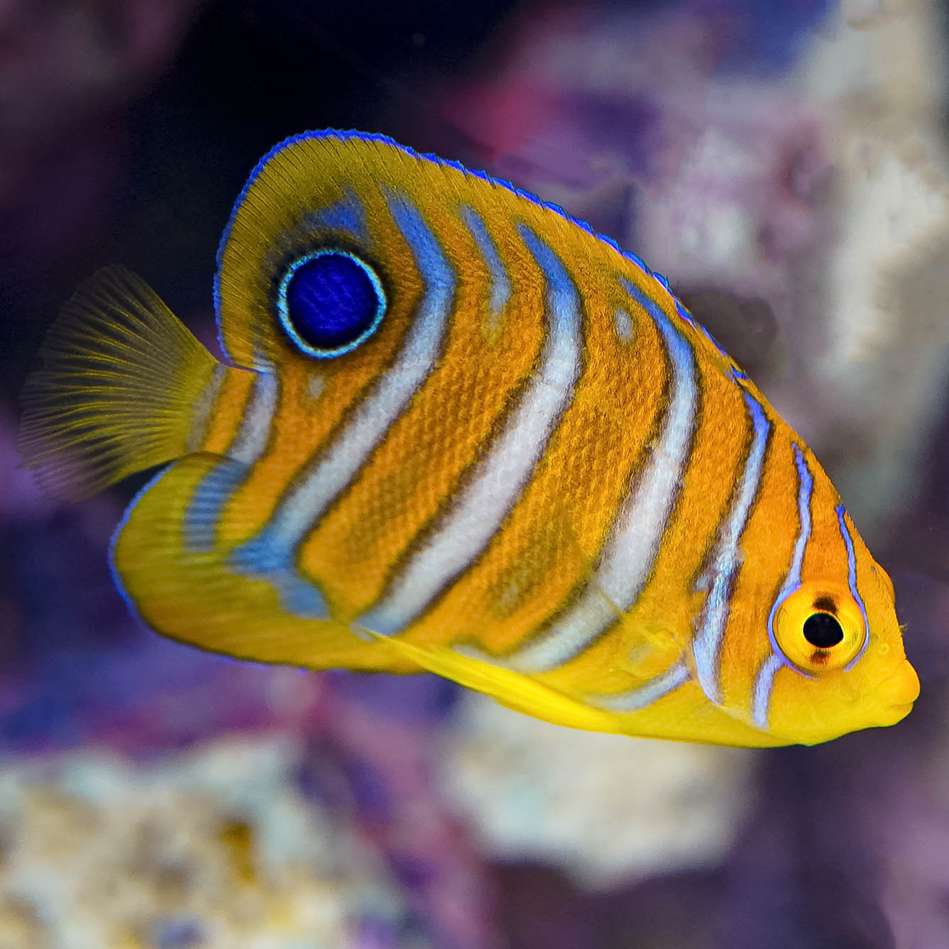 Regal Angelfish 1.75" EXPERT ONLY WYSIWYG