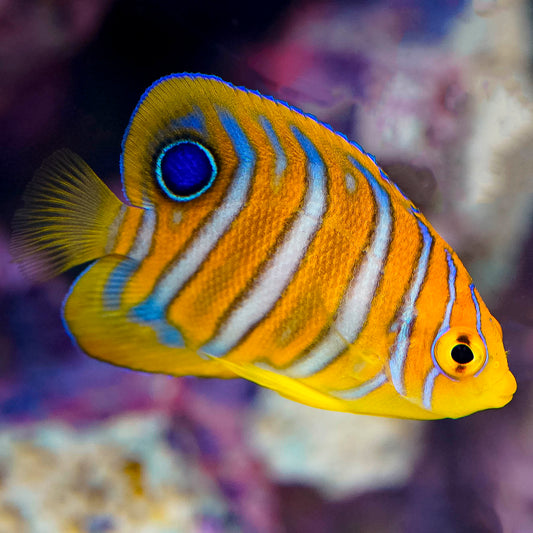 Regal Angelfish 1.75" EXPERT ONLY WYSIWYG