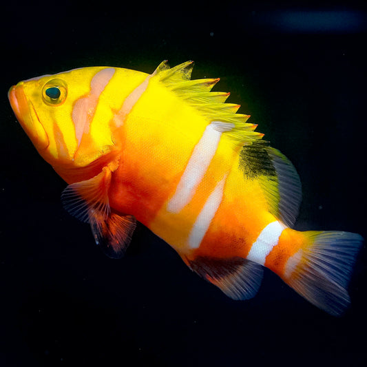 Neptune Grouper 6.25" WYSIWYG