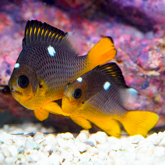 Golden Domino Damselfish 2-Lot 2" to 2.5" WYSIWYG