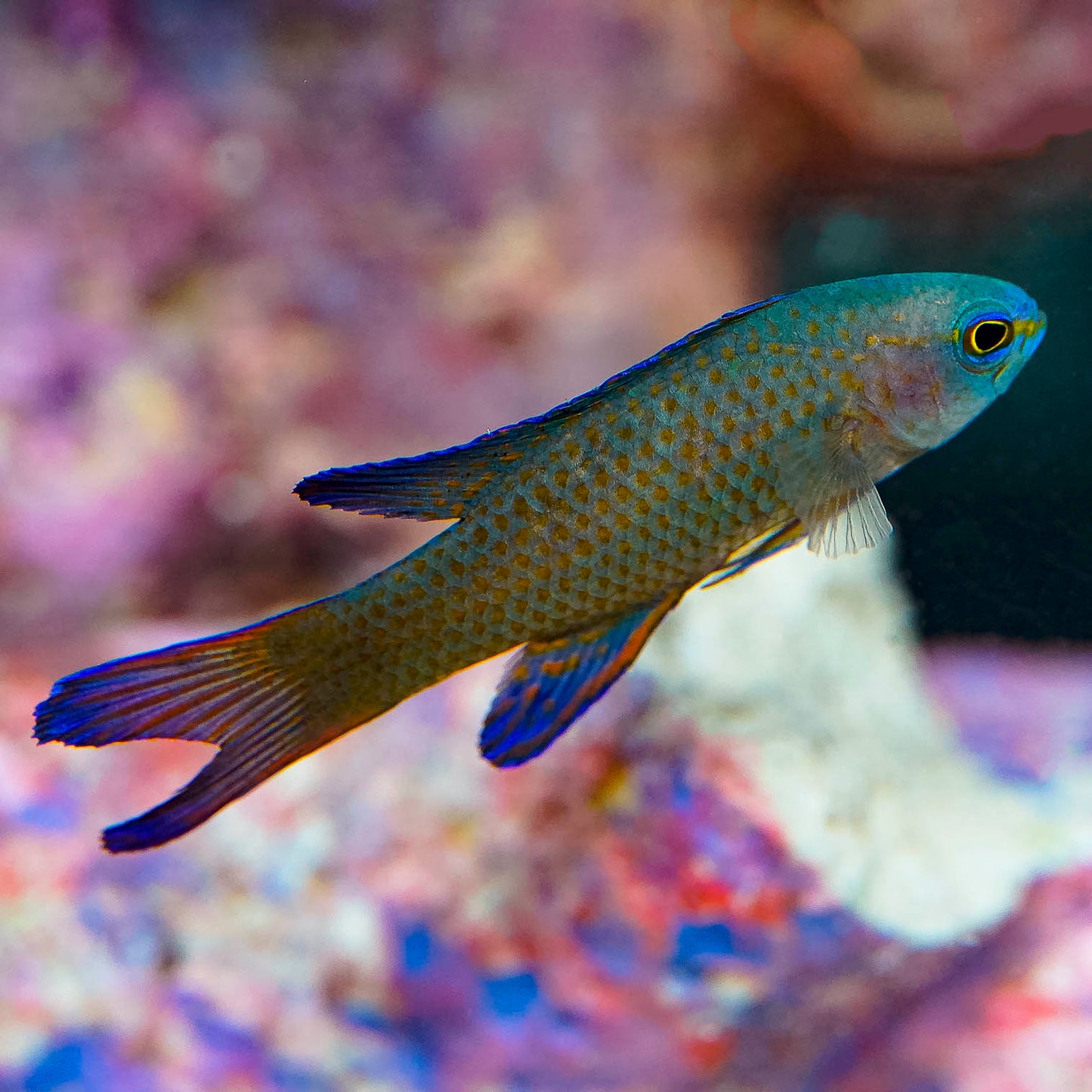 Randall’s Assessor Basslet 2" WYSIWYG