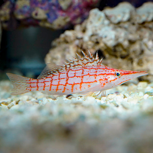 Longnose Hawkfish 3.5" WYSIWYG