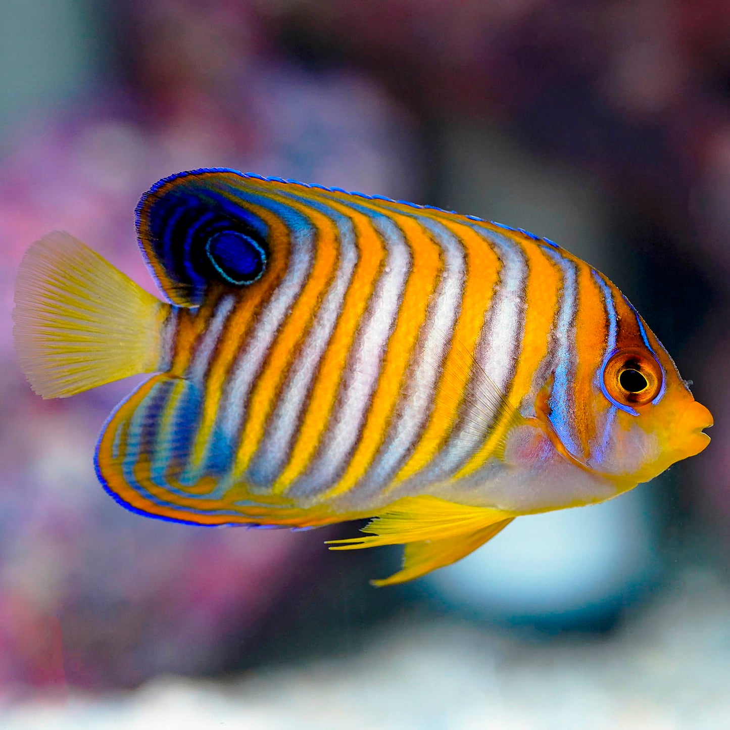 Regal Angelfish 3" EXPERT ONLY WYSIWYG