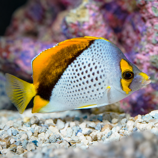 Declivis Butterflyfish 3.5" WYSIWYG