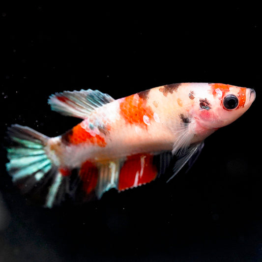 Koi Betta - Orange, Red, Black, and White WYSIWYG