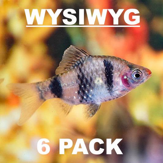 Black Ruby Barb 6-Lot .75" to 1.25" WYSIWYG