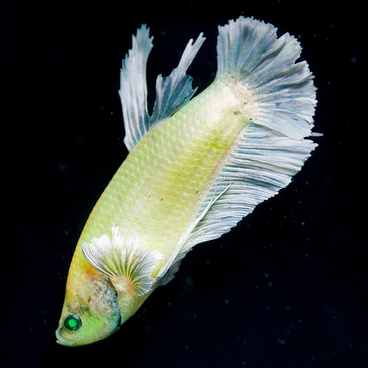 Emerald-Eyed Phantom Betta - White and Blue WYSIWYG