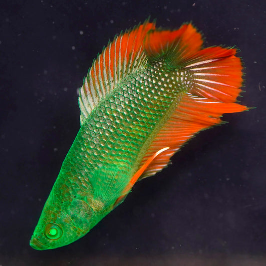 Emerald-Eyed Phantom Betta - Green & Red Double Tail WYSIWYG