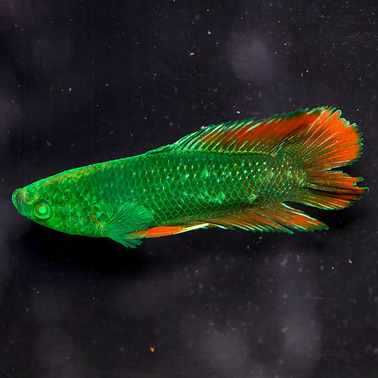 Emerald-Eyed Phantom Betta - Green & Red Double Tail WYSIWYG