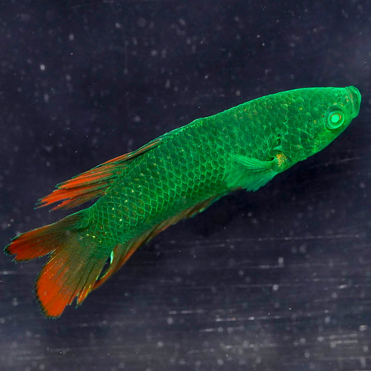 Emerald-Eyed Phantom Betta - Green & Red Double Tail WYSIWYG