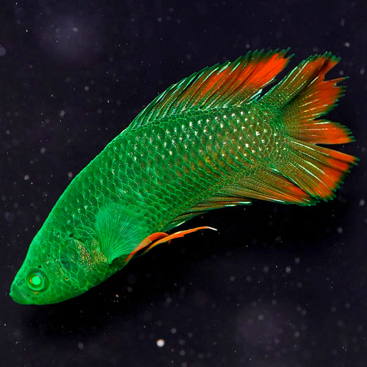 Emerald-Eyed Phantom Betta - Green & Red Double Tail WYSIWYG