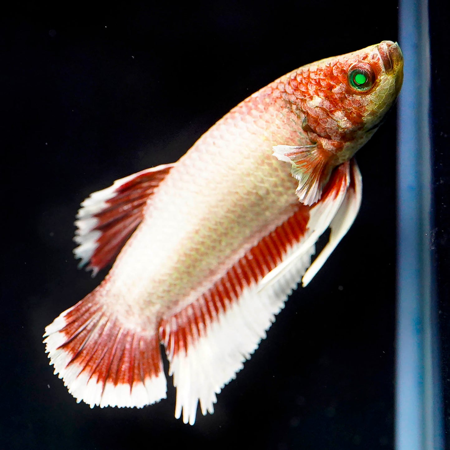 Emerald-Eyed Phantom Betta - White and Red WYSIWYG