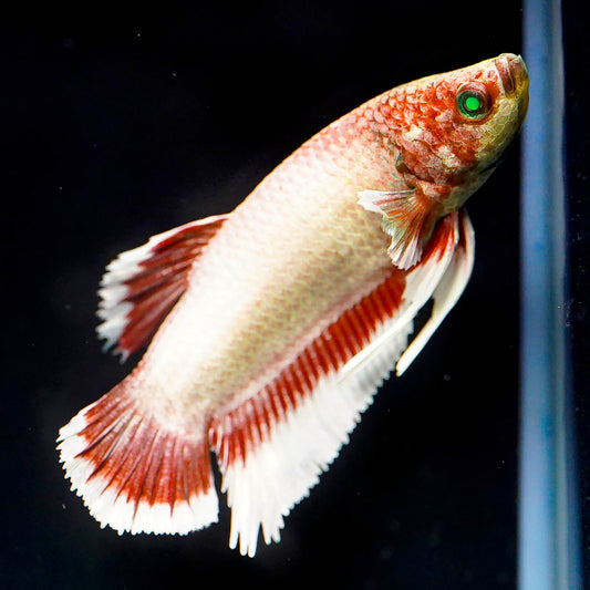Emerald-Eyed Phantom Betta - White and Red WYSIWYG