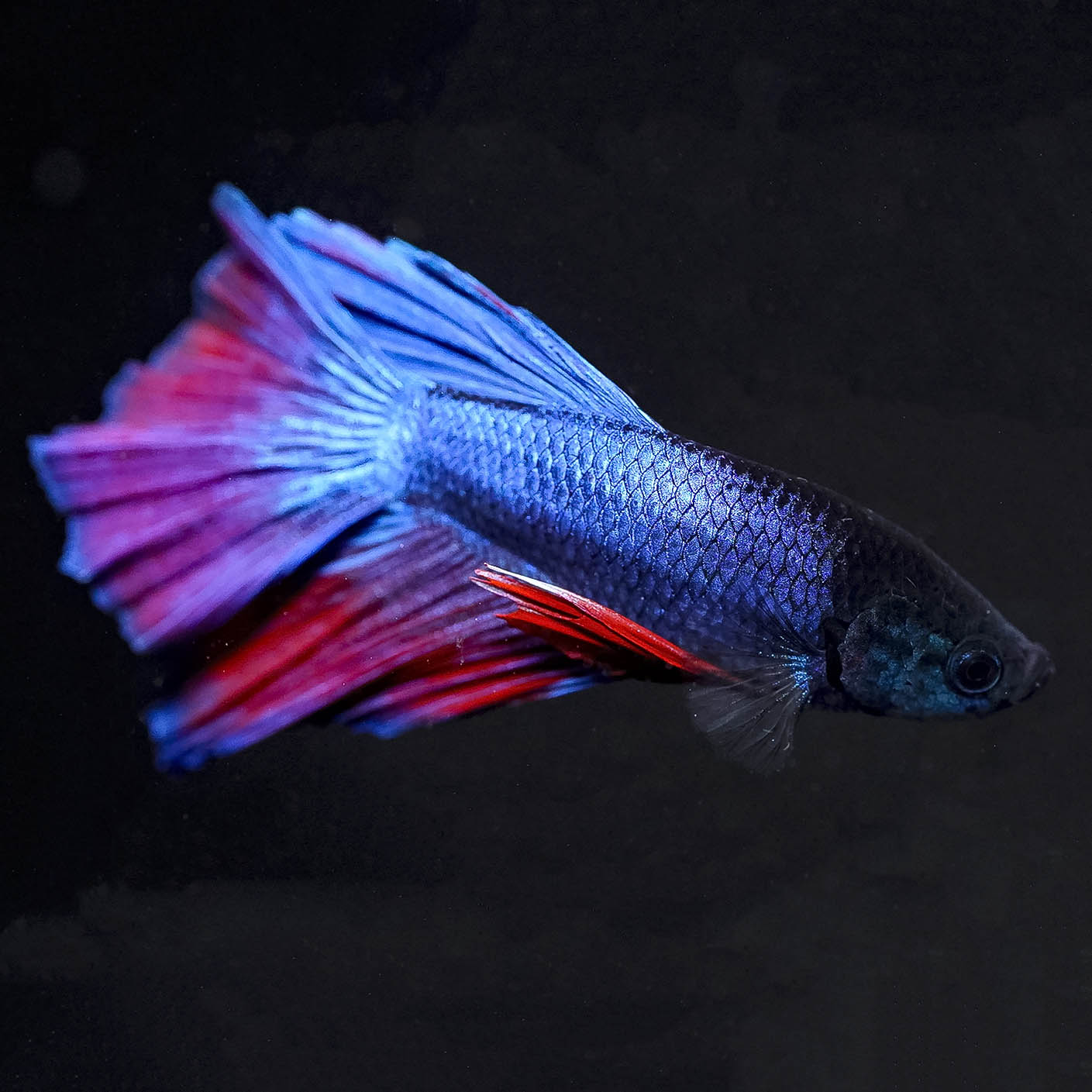 Rose Petal Betta - Blue, Black, and Red WYSIWYG