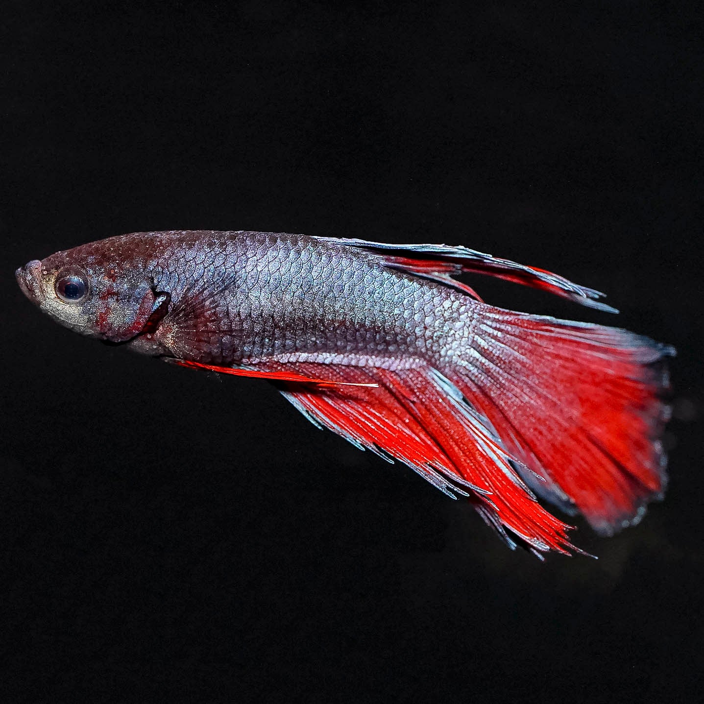 Rose Petal Betta - Black, Silver, and Red WYSIWYG