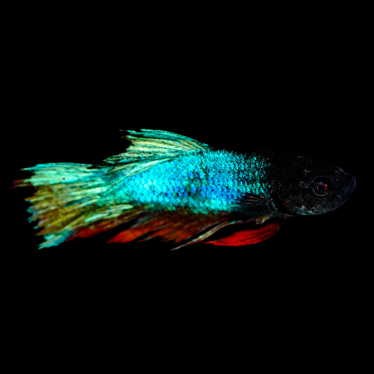 Crown Tail Betta, Blue, Green, Black, Gold, and Red WYSIWYG