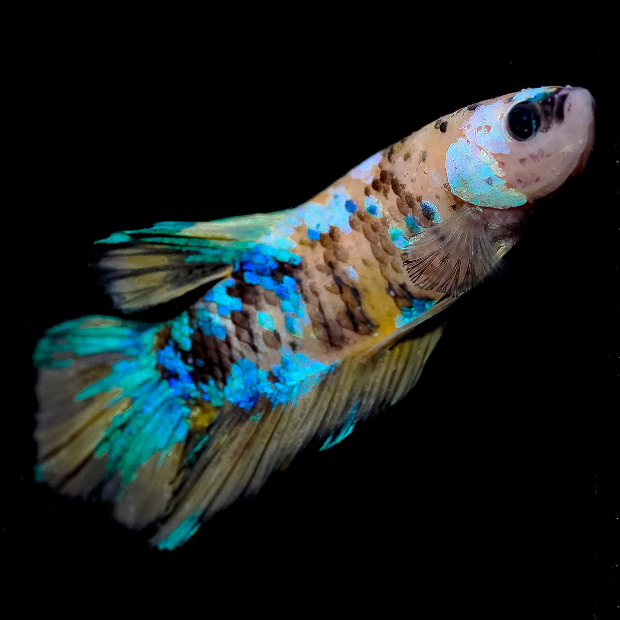 Koi Betta - Blue, Green, Black, Gold, and White WYSIWYG