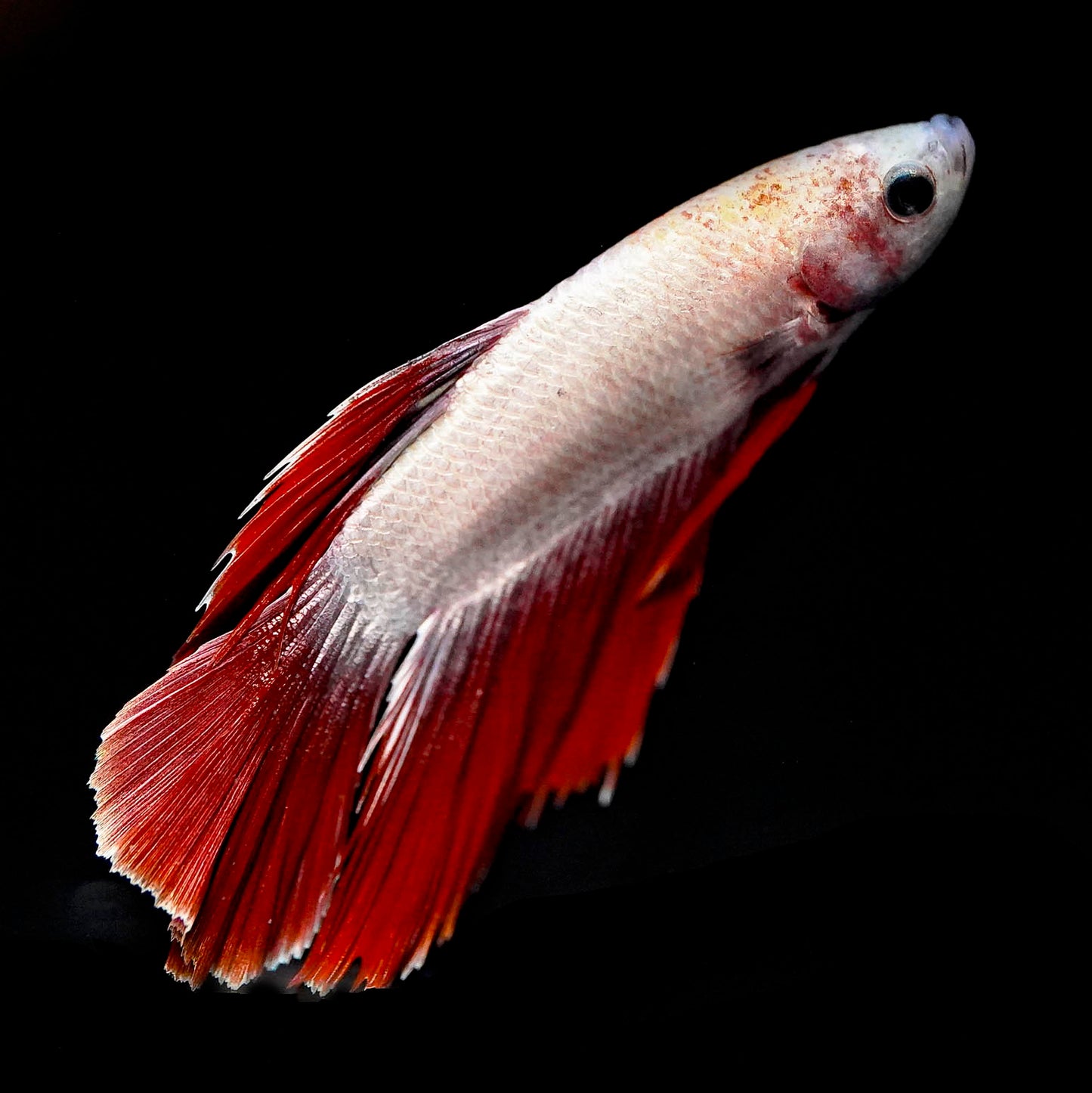 Half Moon Betta, White and Red WYSIWYG