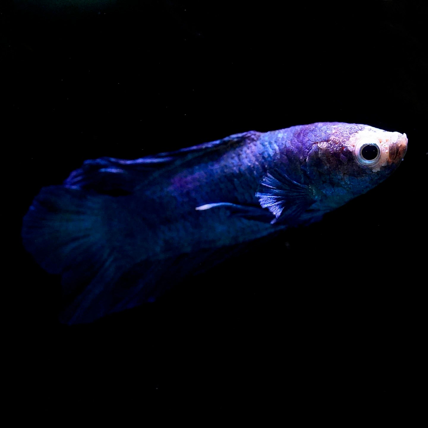 Plakat Betta - Purple and White WYSIWYG