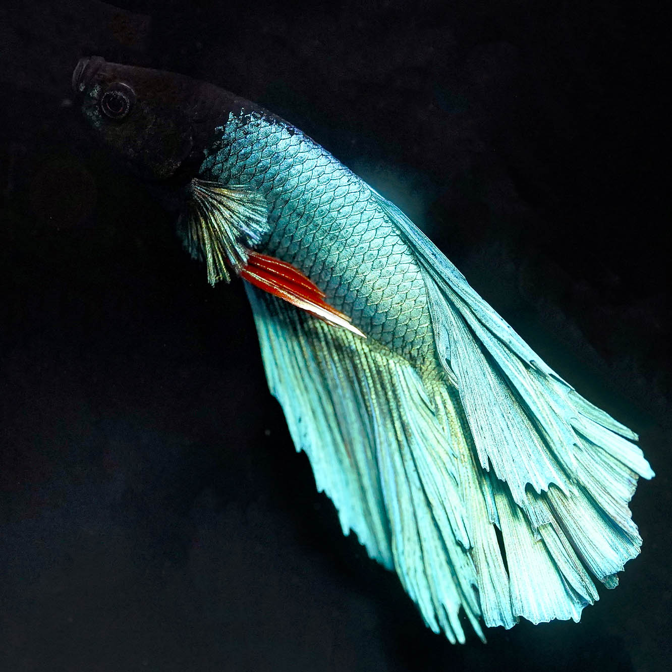 Rose Petal Betta - Green, Black, and Red WYSIWYG